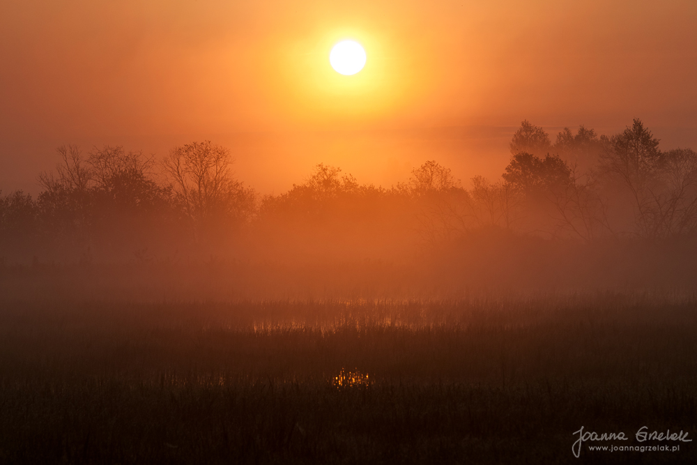 006_Biebrza - maj 2013.jpg